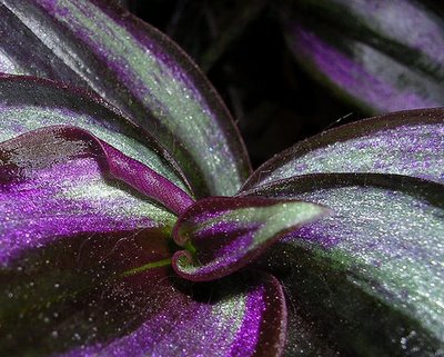 Tradescantia Zebrina